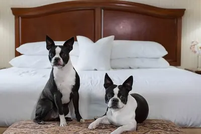 Image de Pet-Friendly Queen Room w/ Free Breakfast | Nr Mfr