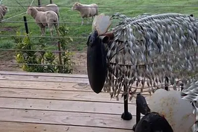 Image de Redwing Shearer's Quarters