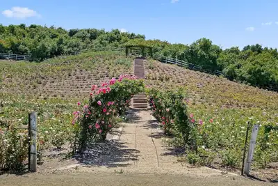 Image de Rosebud - Blooming Rose Farm