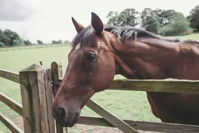 Image de Casa Cavallo Equestrian Retreat