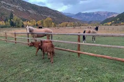 Image de Horse Hotel and Cabin