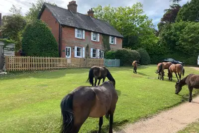 Image de Yew Tree Cottage – Direct New Forest Access, Ponies & Walk to Lyndhurst