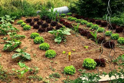 Image de Eco Yourte Les Airelles