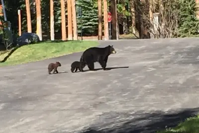 Image de Breckenridge, Peak 8, Ski-In, Ski-Out, Check-Out Tard, Check-In TÔT, Moose \/ Fox