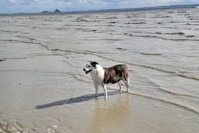 Image de Dans la baie du Mt St Michel-Un petit paradis. . . . . . . . . . .