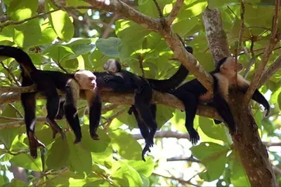 Image de Casa Tres Monos- magnifique jardin \/ Affichage Plage de la faune