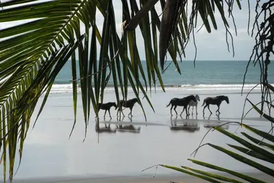 Image de Ressourcez votre esprit! Playa Hermosa, Costa Rica Location de vacances