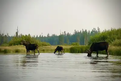 Parfait pour le Vtt, la randonnée, Yellowstone, la motoneige et tout ce qui se passe à l'extérieur