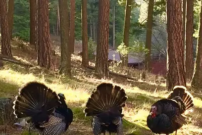Image de Tout va mieux au lac ~ août \/ septembre ~ 10% de réduction à partir de 3 nuits