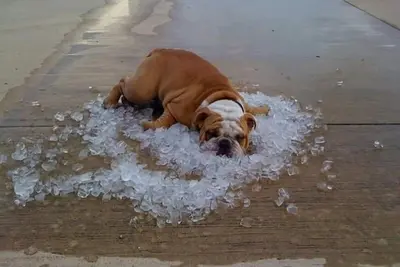 Image de Est-ce que votre chien besoin de vacances? Nous sommes les animaux et des gens sympathiques!
