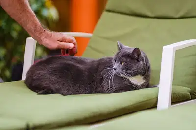 Image de Kaam Accommodations