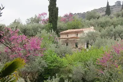 Image de Cabanon dans les oliviers à Nyons.