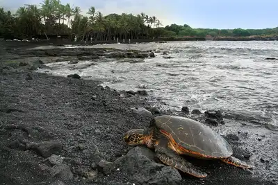 Image de Turtle Paradise Ă Punalu'u Black Sand Beach