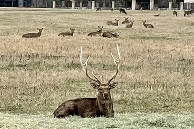 Image de Luxe Guadalupe River Lodge!
