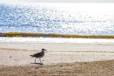 Image de Excellente vue sur la mer ~ Cour clôturée ~ Animaux acceptés ~ Seulement les étapes de la plage!