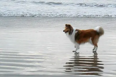 Image de *** Heaven No 1, 100% Pet Friendly Beach House ***