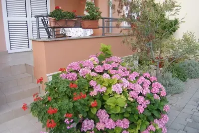 Image de Appartement d'une chambre avec le balcon Sukosan, Zadar (A-14970-a)