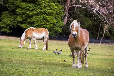 Image de Nourrir les animaux! Coastal Farm Stay - juste à côté de M1 - maison entière 4u seul