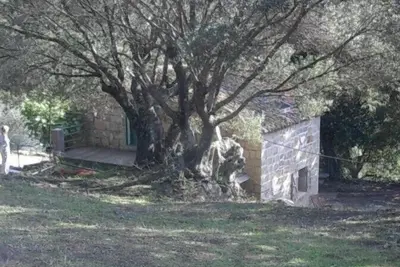 Image de Maison traditionnelle de charme, au calme dans une oliveraie. 10 mn des plages