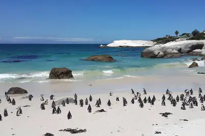 Image de Maison de luxe de luxe Ă Cape Town dans une ferme viticole - Pour toute la famille