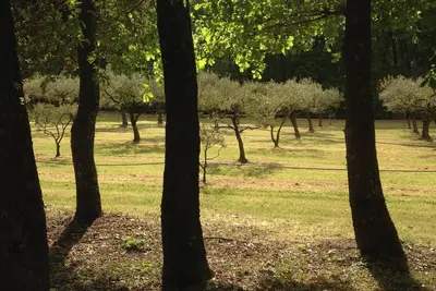 Image de Gîte “les oliviers” exceptional setting in the heart of olive trees and the forest.