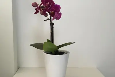 Appartement à Belgrade - esprit du vieux centre-ville