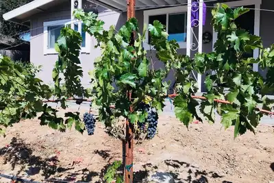 Image de Modern Wine \"Vineyard Found\" Vivre Pays