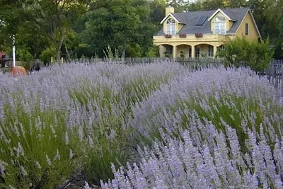 Image de 'Le Jardin' à Glen Ellen Piscine / Hot Tub Louer un 500 $ / N ou les deux pour 800 $ / N