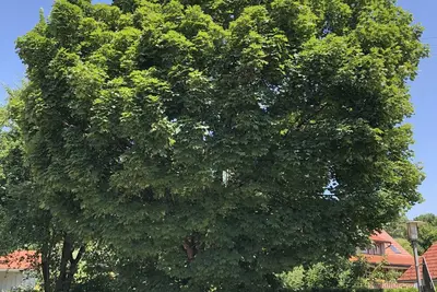Image de Pia's Nature Retreat