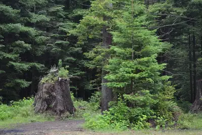 Image de Maison de la forêt pittoresque