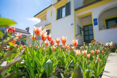 Image de Appartement Maison Matosevic / Appartement Matosevic I avec terrasse au rez-de-chaussée