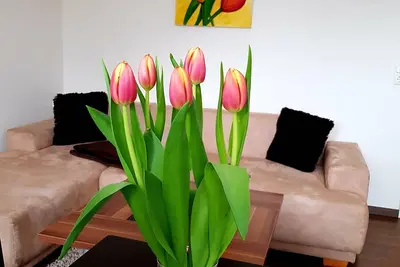 Image de Apartment on the Elbe Ferry - Apartment for 2 - 3 People