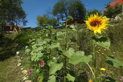 Appartement à pont d'âne