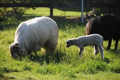 Image de Namaste Farms Wine Country Working Wool Sheep Farm; Cottage principal