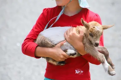 Image de Retraite de campagne pour animaux de compagnie, Albany