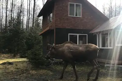 Image de Eagle's Nest Cabin sur Salmon Creek et grand terrain boisé privé.