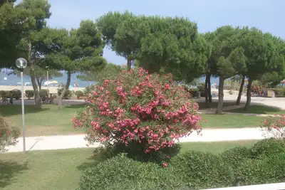 Image de Argeles Plage Front De Mer 6 à 8 Pers Directement Sur La Plage