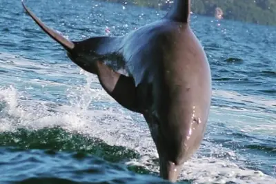 Image de Off Grid EcoFriendly Villa Surplombant Dolphin Bay