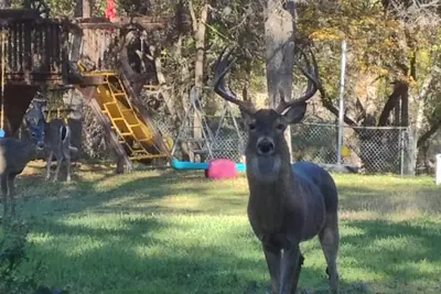 Image de Parklike Yard w / Deer On 1acre 3000sqft, Sunroom, Indoor Hot Tub, WiFi & Internet