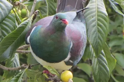 Image de Kereru Cottage, cadre paisible, près de la plage Baddeleys, Tawharanui