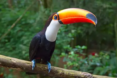 Image de Casa Galim - Toucan - Unité de jardin