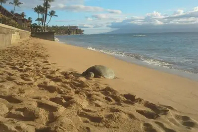 Image de Awesome Maui Oceanfront! Promotions été / automne. . . 149 $ / nuit! !