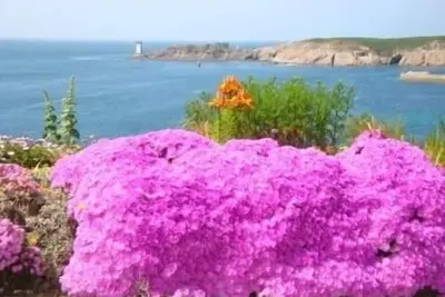 Image de Vue panoramique sur la Mer d'Iroise, ses phares, ses îles (Ouessant, Molène)