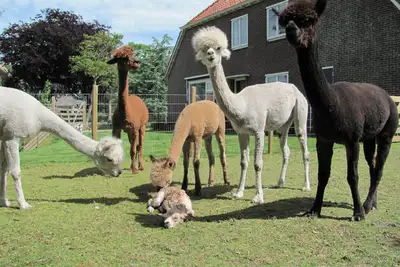 Image de B & B dans une ferme traditionnelle néerlandaise