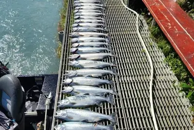 Image de Le meilleur emplacement sur la rivière Kenai!