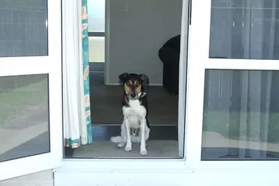 Image de Animaux acceptés Beach Villa 2