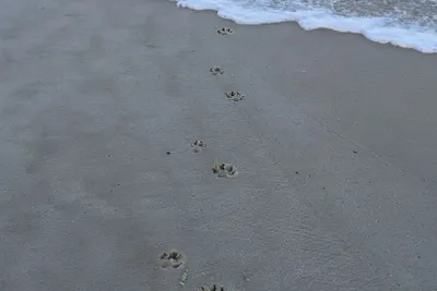 Image de Paws & Pause @ The Bay