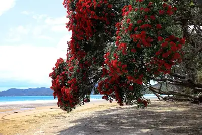 Image de 'Sails' Beachfront ~ Coopers Beach