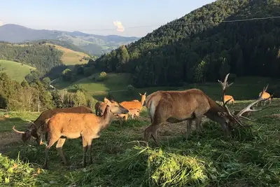 Image de Vacances en ForĂŞt Noire Ă Belchen