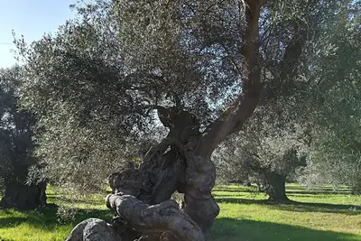 Trullo Alessandro e Villa Raffaela